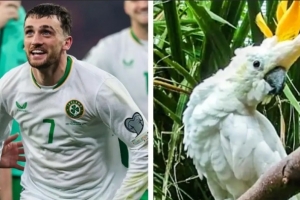 帶隊(duì)殺入附加賽！外媒：都柏林動(dòng)物園將一只鸚鵡以帕洛特命名