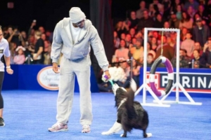 你還會這個！馬克西“率犬”進行敏捷賽道挑戰(zhàn) 現(xiàn)場觀眾達(dá)15000名