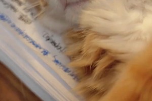 網友問詹?。核孤逄厥フQ前會下課嗎，希望滕哈赫來??詹俊無語了