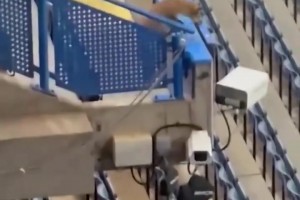 切爾西歐冠賽前，斯坦福橋看臺上一只狐貍出沒