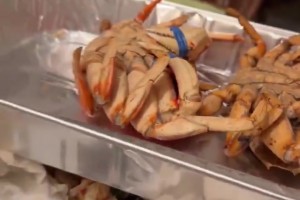 吃上感恩節(jié)火雞了！瀚森與翻譯&家人去美國(guó)當(dāng)?shù)厝A人家里做客了~